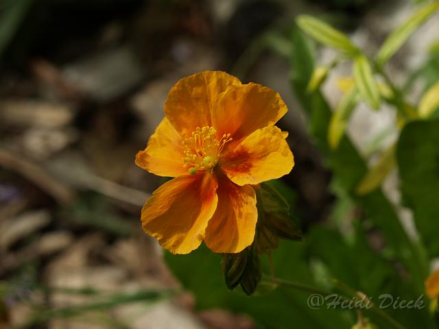 Helianthemum Bronzeteppich.JPG